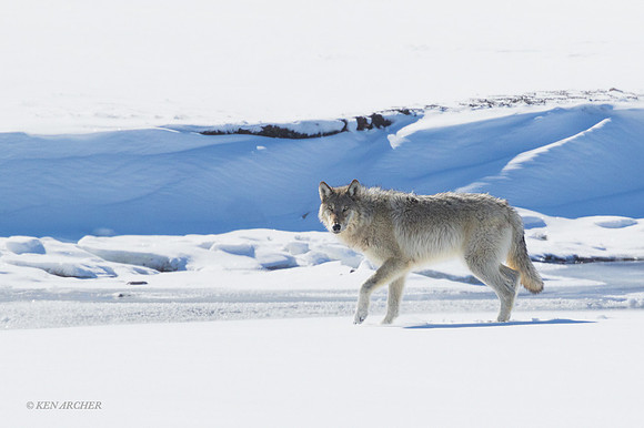 GW00976 - Gray Wolf