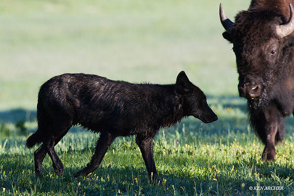 Gray Wolf and Bison - GW00382