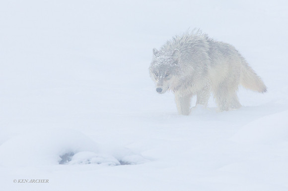 GW01072 _ Gray Wolf