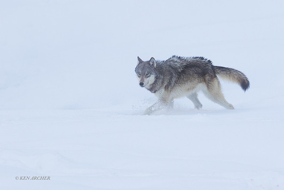 GW01478 - Gray Wolf