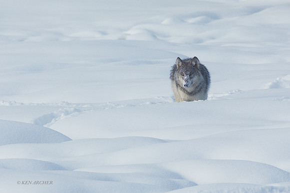 GW01676 - Gray Wolf