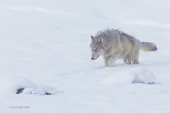 GW01694 - Gray Wolf