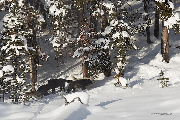 GW01163 - Gray Wolf