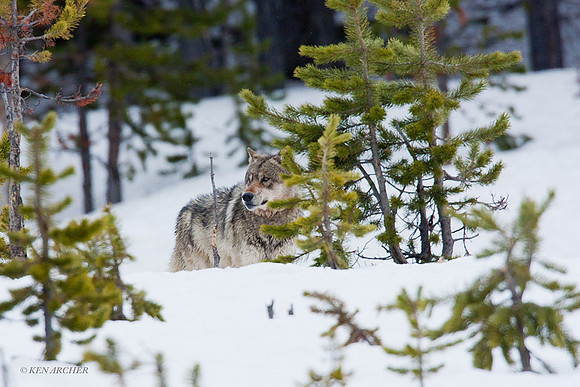 GW00094 Gray Wolf
