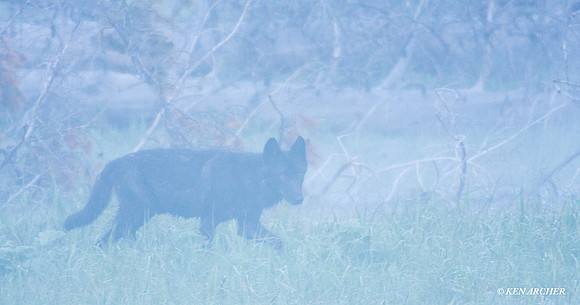 GW00314 Gray Wolf