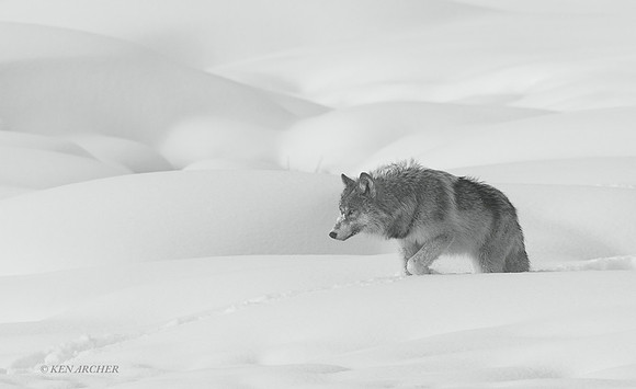 GW01688 - Gray Wolf BW