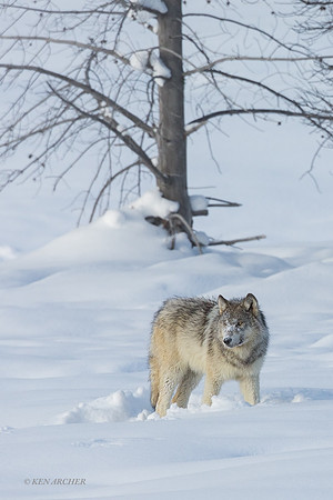 GW01673 - Gray Wolf