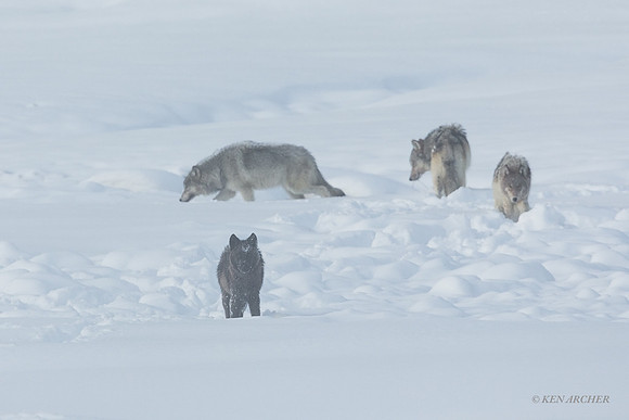 GW01533 _ Gray Wolf