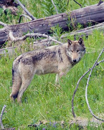 GW00010 Gray Wolf