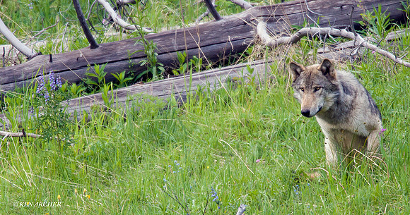 GW00044 Gray Wolf