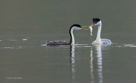 SDWG00163 - Western Grebe