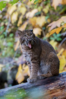 BC00065 - Bobcat