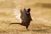 RNPT00067 - Ring-necked Pheasant