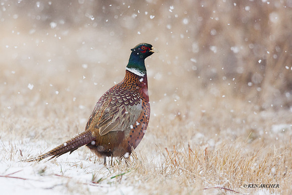RNPT00273 - Ring-necked Pheasant