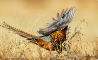 RNPT01179 - Ring-necked Pheasant