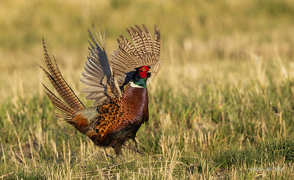 RNPT00843 - Ring-necked Pheasant