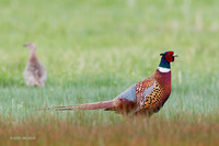 RNPT00601 - Ring-necked Pheasant