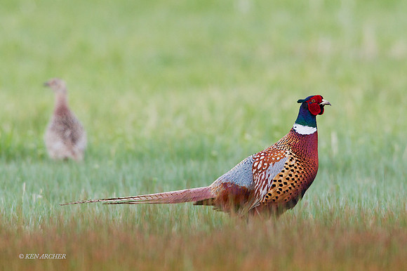 RNPT00601 - Ring-necked Pheasant