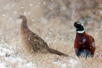 RNPT00286-Ring-necked-Pheasant