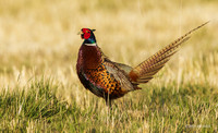 RNPT00775 - Ring-necked Pheasant