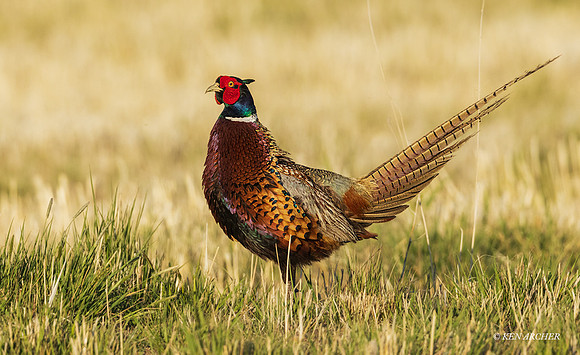RNPT00775 - Ring-necked Pheasant