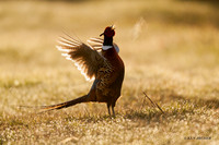 RNPT00079 - Ring-necked Pheasant
