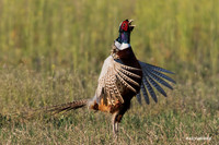 RNPT00375 - Ring-necked Pheasant