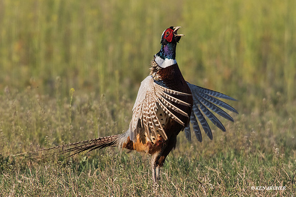 RNPT00375 - Ring-necked Pheasant