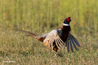 RNPT00382 - Ring-necked Pheasant