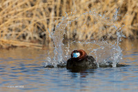 RYDK00568 - Ruddy Duck