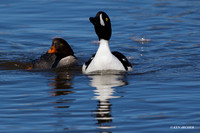 Barrow's Goldeneye Duck Pair - BGED00264