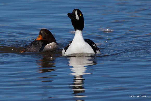 Barrow's Goldeneye Duck Pair - BGED00264