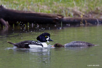BGED00122 Barrow's Goldeneye Duck