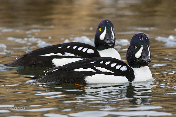 BGED00491 Barrow's Goldeneye Duck