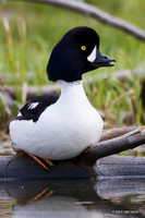 Barrow's Goldeneye Drake - BGED00069