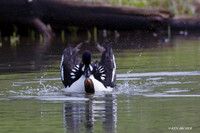 Barrow's Goldeneye Duck - BGED00139