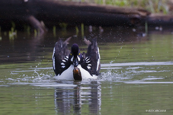 Barrow's Goldeneye Duck - BGED00139