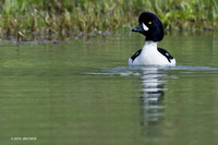 BGED00160 Barrow's Goldeneye Duck