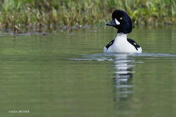 BGED00160 Barrow's Goldeneye Duck