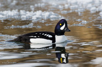 BGED00337 - Barrow's Goldeneye Duck