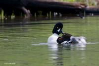 BGED00146 Barrow's Goldeneye Duck