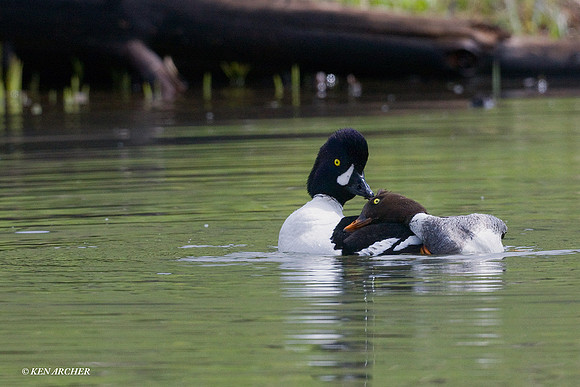 BGED00146 Barrow's Goldeneye Duck