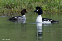 BGED00162 Barrow's Goldeneye Duck