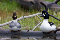 BGED00016 Barrow's Goldeneye Duck