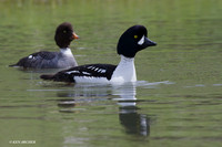 BGED00094 Barrow's Goldeneye Duck
