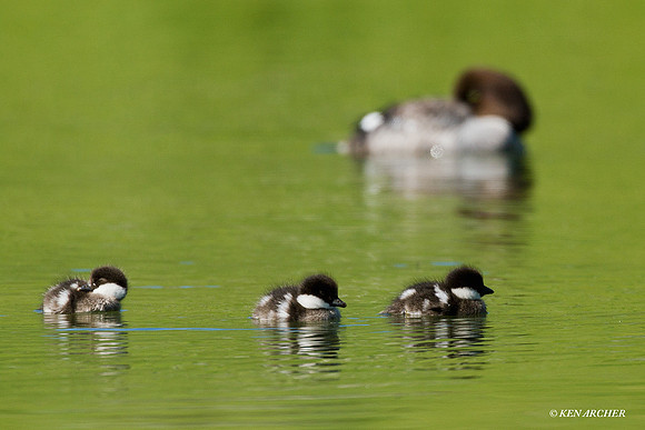 BGED00188 Barrow's Goldeneye Duck