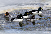 CGE00125 Common Goldeneye