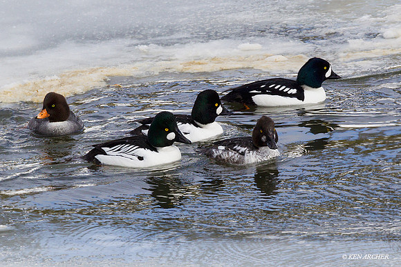 CGE00125 Common Goldeneye
