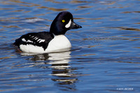 Barrow's Goldeneye Duck DRake - BGED00285