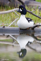 BGED00030 Barrow's Goldeneye Duck